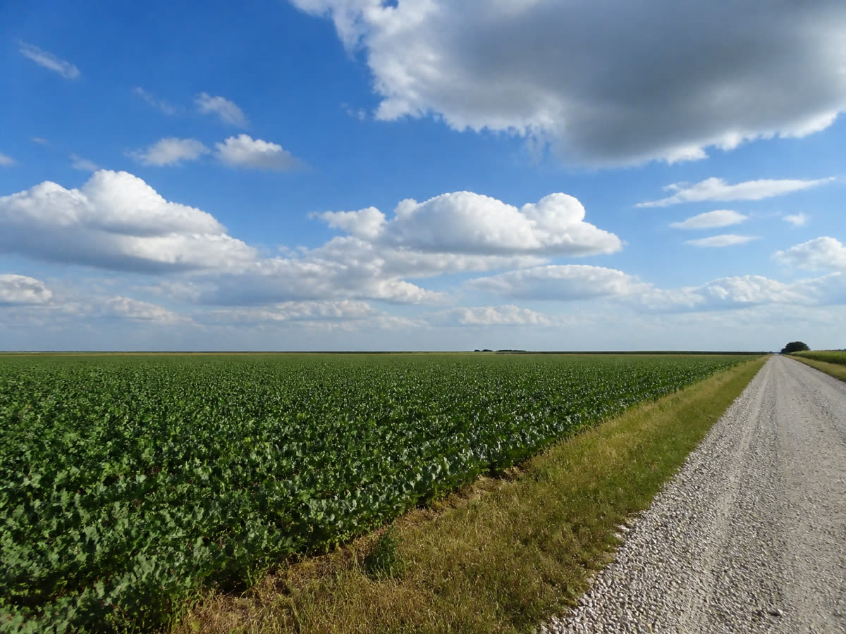 Nebraska cropland beside a gravel road